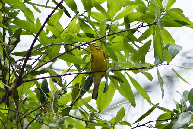 Prairie Warbler - Mead Botanical Garden, Florida