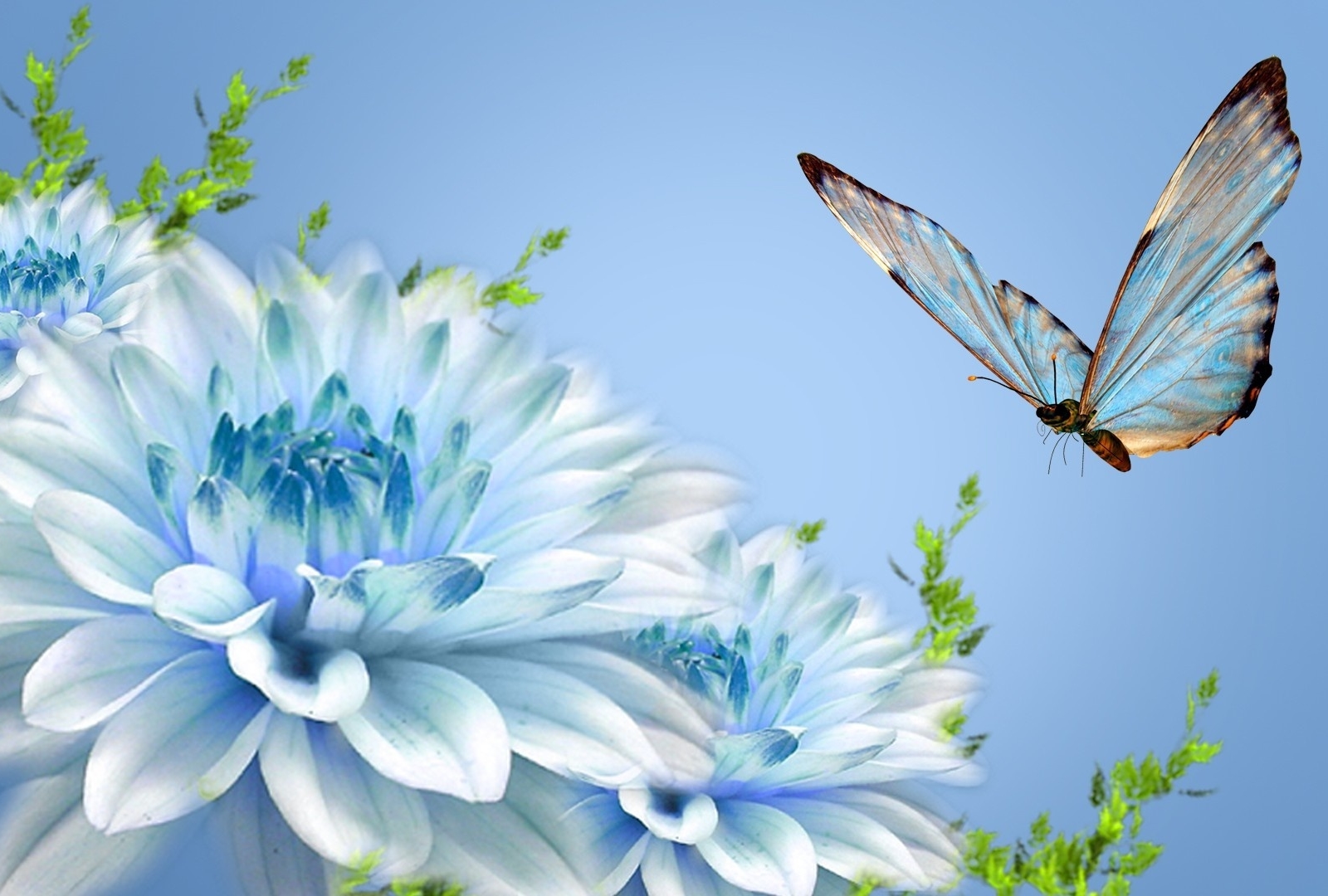 Free Butterfly wallpapers and Butterfly backgrounds for your computer ...