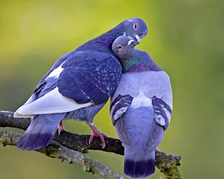 love-birds Wallpaper