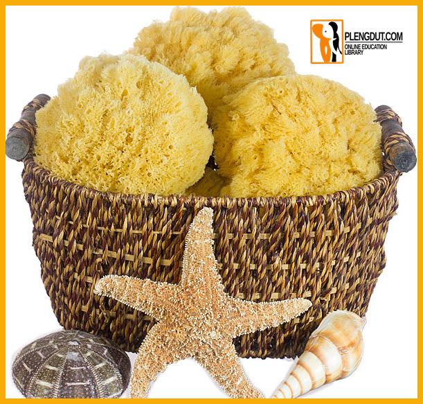 Pict: Shower sponges are harvested mainly in the Mediterranean. Caribbean, and Red Seas.