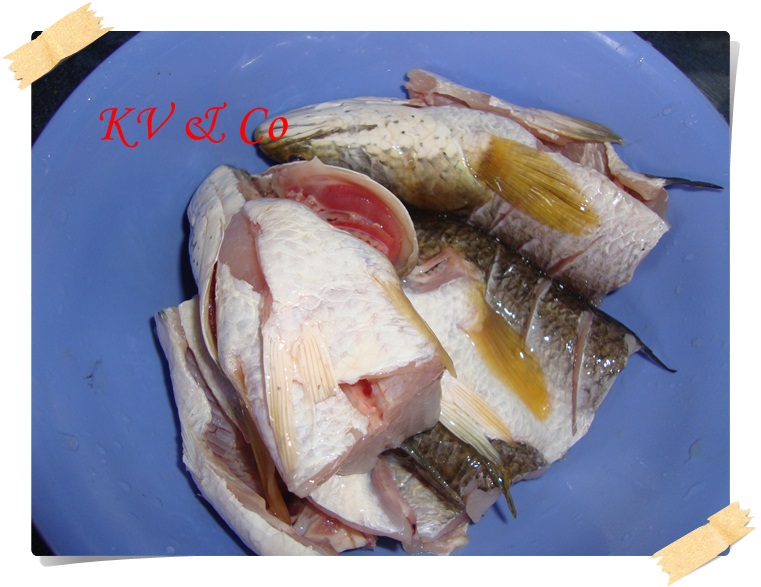 Ikan Haruan Ubat Luka - Gambleh 3