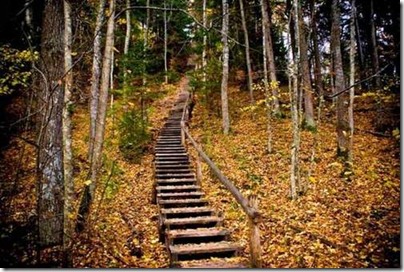 Natural Forest 3