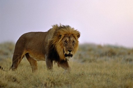 Singa Afrika