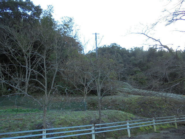 清水寺駐車場で朝早いので草に霜が降りています