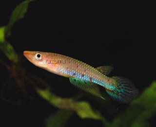 Aplocheilus dayi - Day's killifish - Uda handeya/උඩ හදයා