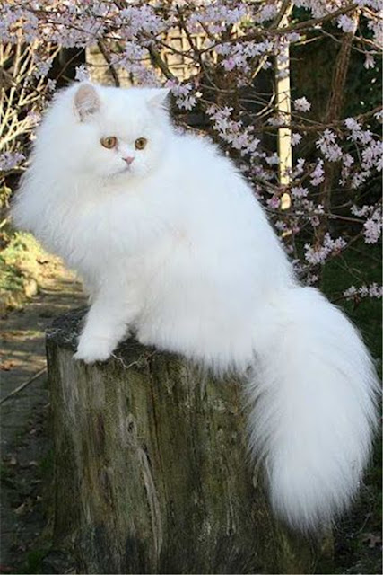 Persian cat