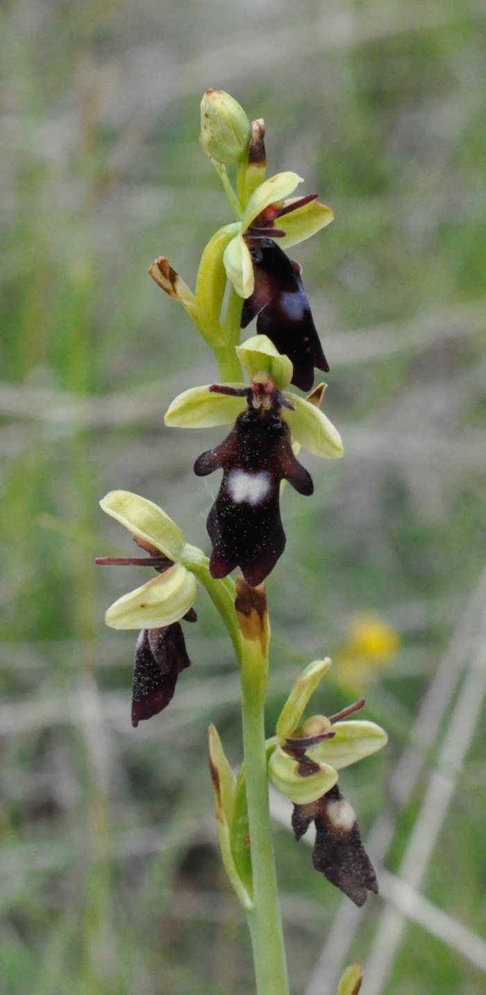 Ophrys insectifera