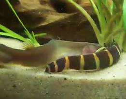 types of different black and striped kuhli loach