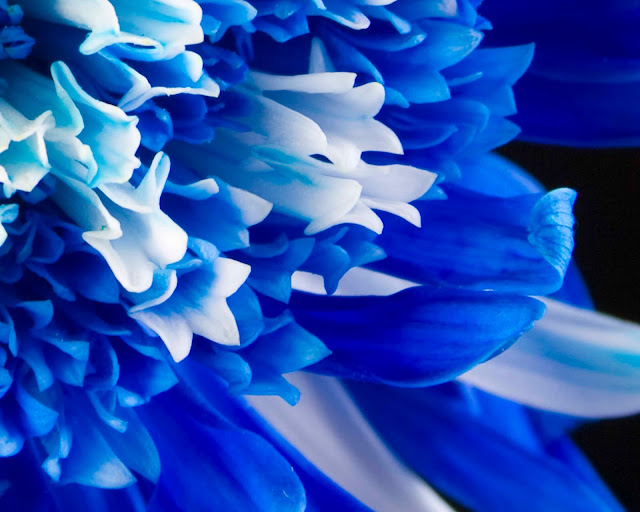 Blue Flower Wallpapers