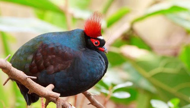 Burung Bermahkota Terindah Di Dunia 