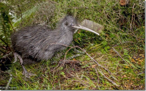 kiwi bruno8