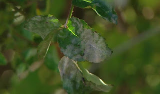 Mildew on rose leaves