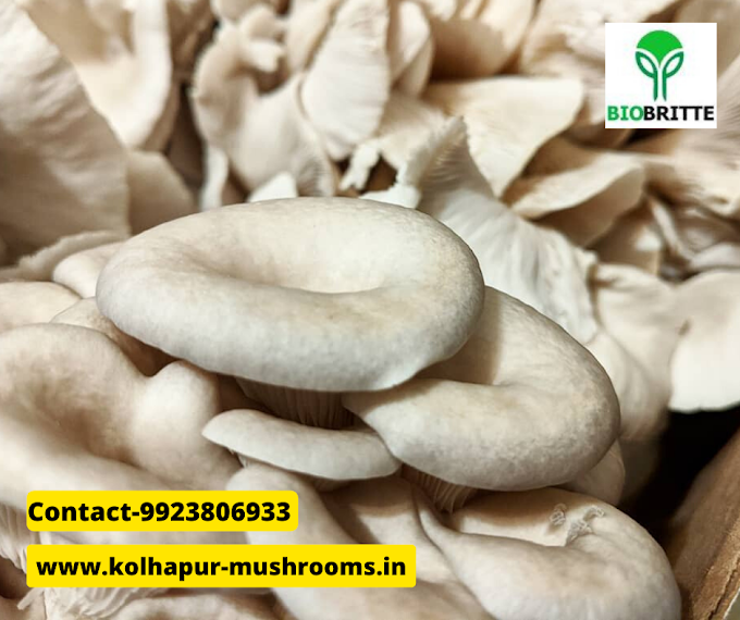 Mushrooms | medicinal mushrooms | edible mushrooms | Biobritte mushrooms 