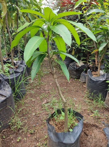 bibit pohon mangga irwin paling dicari Sumatra Utara