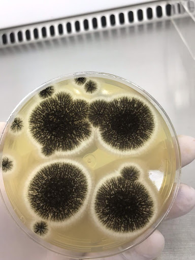 Aspergillus niger