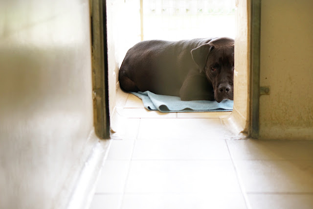 犬舎の様子