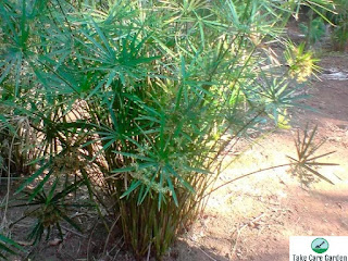 Umbrella Plant (Cyperus Alternifolius) Care Guide