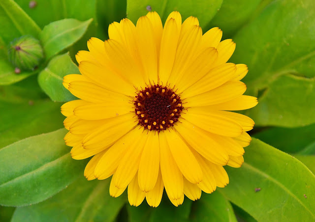 Beautiful close up of a Pot Marigold Flower