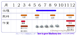 詳説 鉢植えブルーベリーの育て方 おいしい鉢植え果樹の栽培育て方 自宅を果樹園に