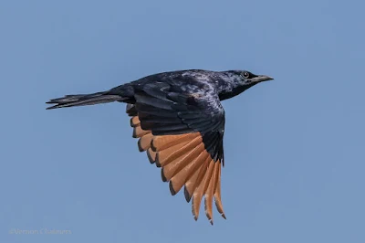 Red-Winged Starling in Flight - Woodbridge Island