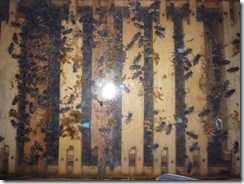 14,4,2011 095