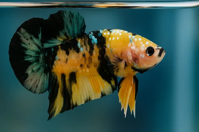 cara mengawinkan ikan cupang