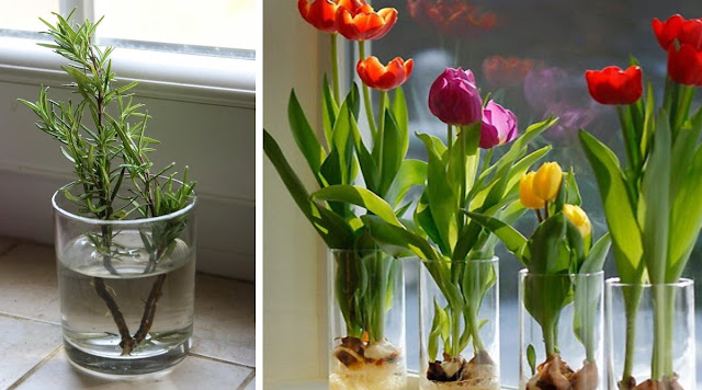 Flowers and Vegetables You Can Grow With Only a Glass 