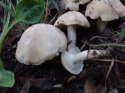 Grzyby 2019, grzyby w maju, grzyby na drzewie, Lentinus strigosus twardziak szczeciniasty, gęśnica wiosenna, czernidłaki