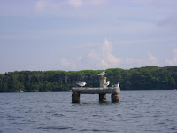 gabbiani sui piloni nel lago