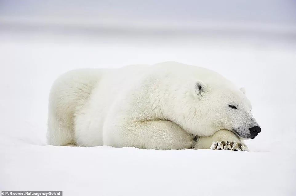 Curious Polar Bear Swims Up Close To Brave Photographer At Alaskan Nature Reserve