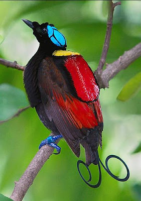 aves-del-paraiso-birds-of-the-paradise