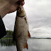 Jesh, 30-lajia täynä.