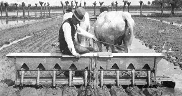 Lavoro in risaia inizio '900