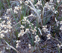 pussytoes, Antennaria sp., Asteraceae, sunflower family