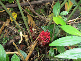 camiguin,hibok-hibok,volcano,mountain,mountaineering,panaad,walkway,station of the cross,lenten,volcano,mountaineering,philippine travel,philippine mapping,schadow1 expeditions,backpacking