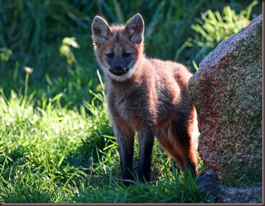 Amazing Animal Pictures The Maned Wolf (6)