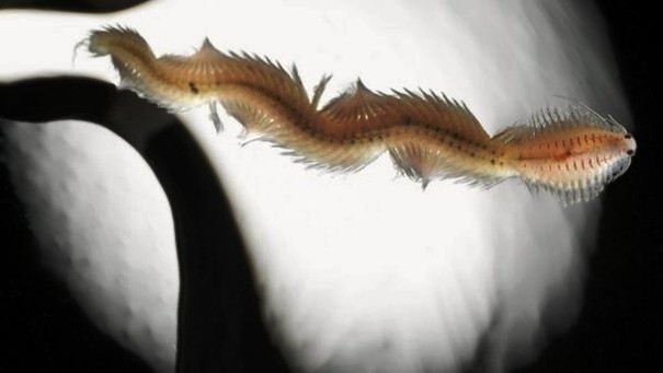 Creepy Animals Pics (9)