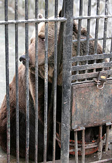 zoo animals in cages