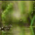Frog Eating Flies.