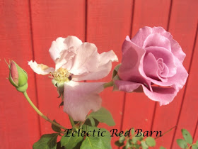 Pink Roses Buds 