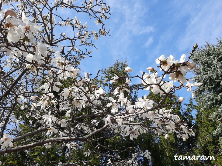 Магнолия кобус (Magnolia kobus)