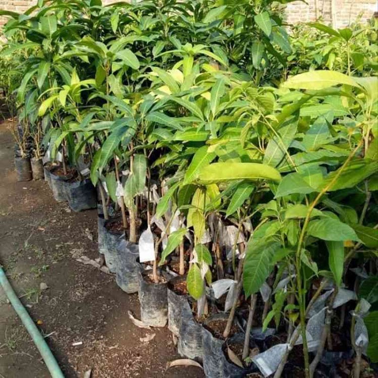bibit pohon mangga madu murah termurah Banten