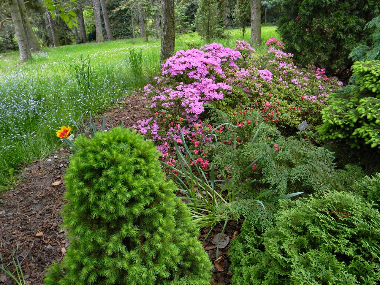 kórnickie arboretum, rośliny, przyroda, co warto zobaczyć w Kórniku