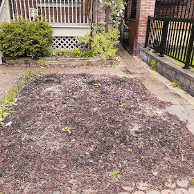Toronto Riverdale Front Garden Spring Cleanup Before by Paul Jung Gardening Services--a Toronto Organic Gardening Company