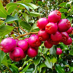 Pohon Bibit Jambu Ceri Guava Unggulan