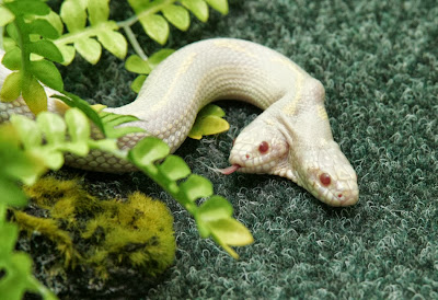 A rare Two-Headed snake Pig Born in China