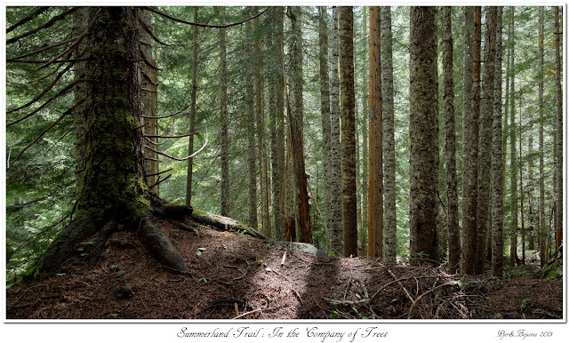 Summerland Trail: In the Company of Trees