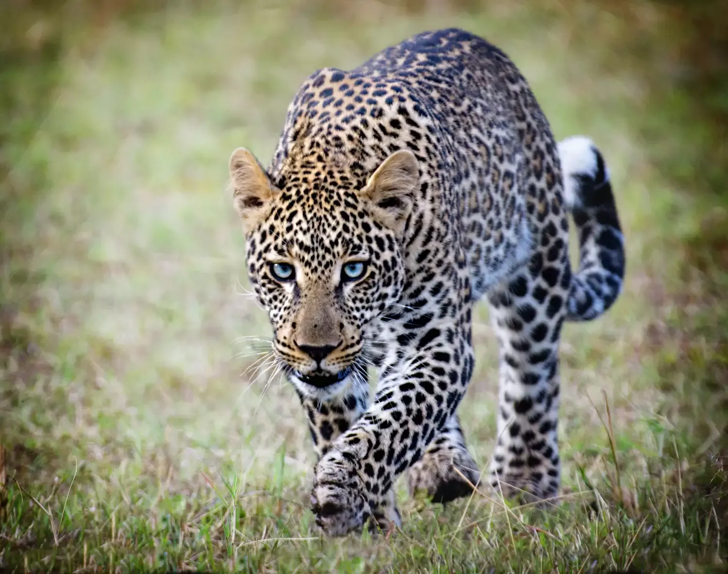 leopardo