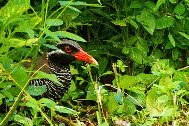 bird, Yanbaru Kuina