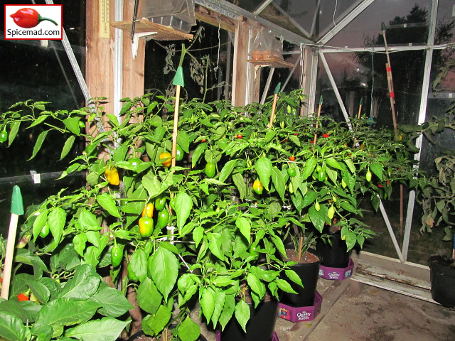 Chilli Plants in the Glasshouse - 2nd September 2021